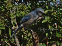 Struikgaaien [Aphelocoma Cyanocitta]